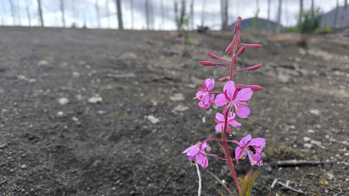 Любителю пожарищ подходит и вулканический пепел.