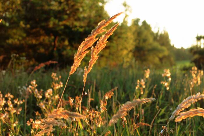 ������ ���������