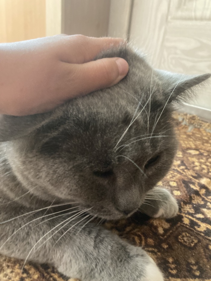 Вот ты и попался котофей Иваныч! Показывай паспорт!