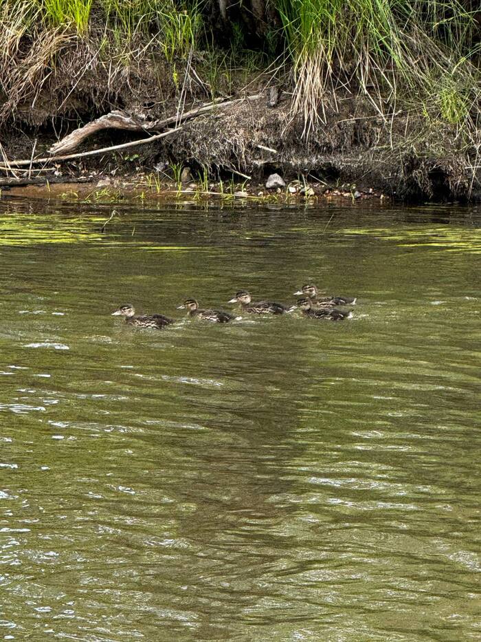 ������ ���