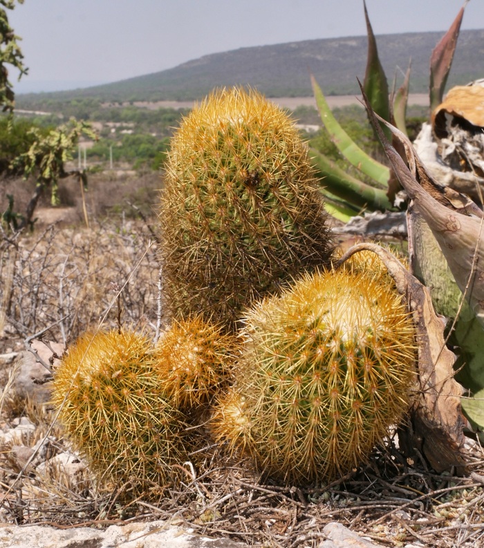 "Мир разума"