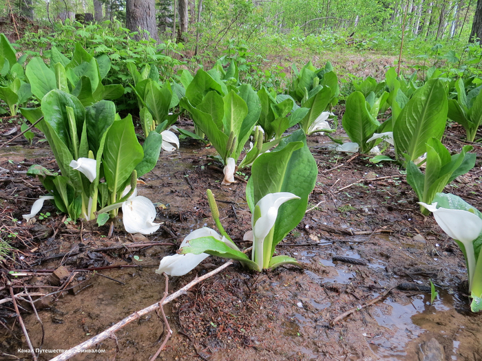 Я застала самое начало сбрасывания "одежд" лизихитонов.