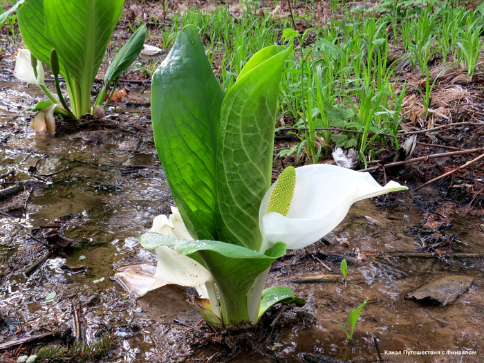 Лизихитон камчатский (временнокрыльник камчатский).