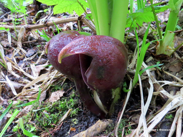 С этого ракурса - вылитый коготь!