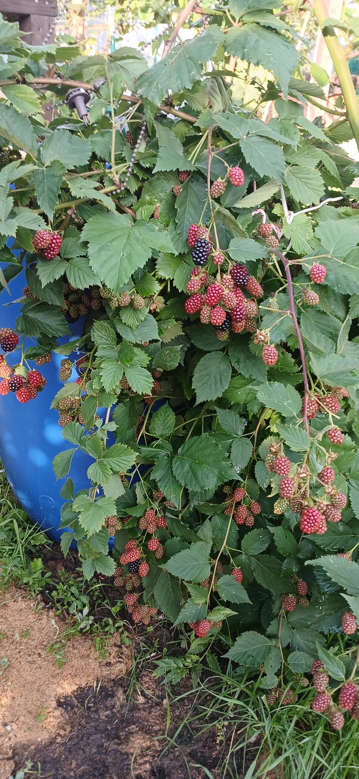 Зреет ежевика