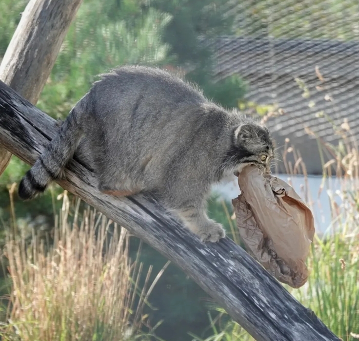 Вот это солидный завтрак!