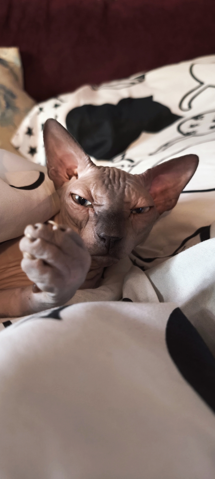 ������ ��������