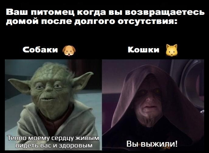 Кошки думают, что вы охотитесь, когда вас нет дома, и когда вы долго не возвращаетесь, они решают, что вас схватил более крупный хищник