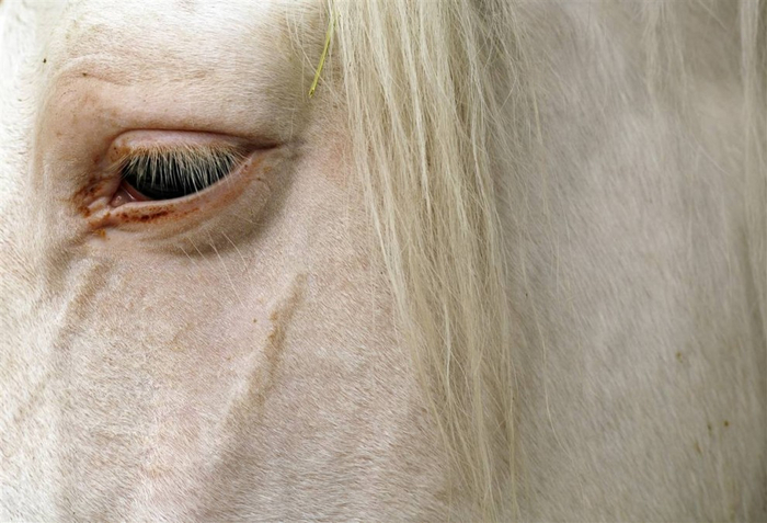 Лошадь стоит в конюшне во время Международного фестиваля в Севилье. Шоу посвящено только испанским чистокровным.