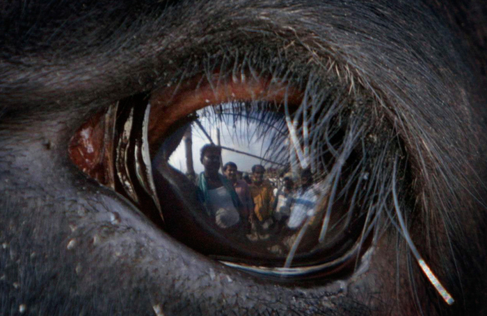 Покупатели отражаются в глазах буйвола на рынке домашнего скота перед праздником Курбан-байрам в Деке, Бангладеш.