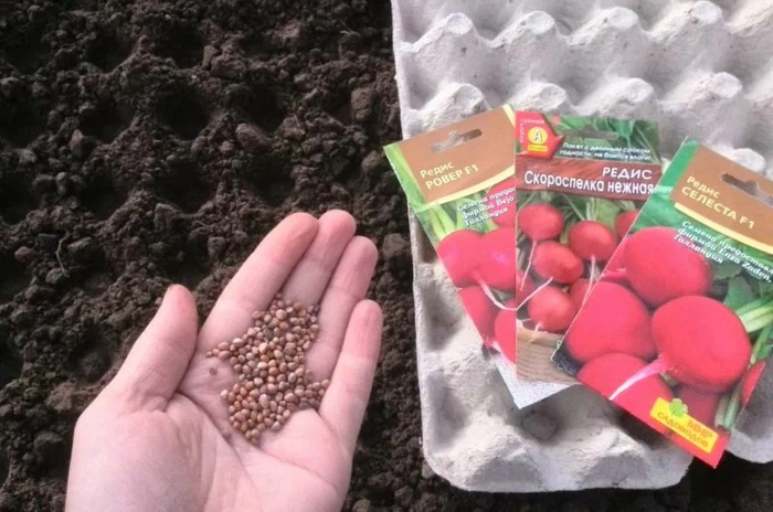 5 овощей для посева в августе на грядку после чеснока