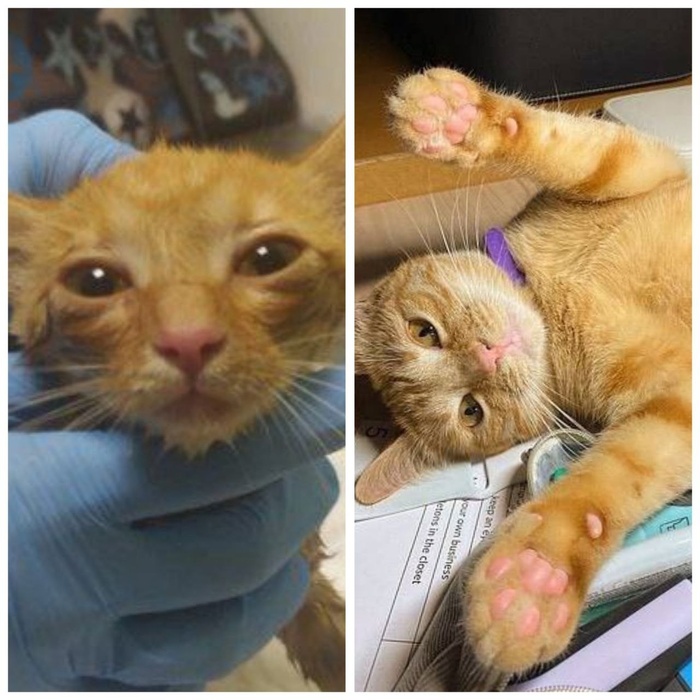 Кошка Примула, уехала из приюта домой 13 января 2024 года.