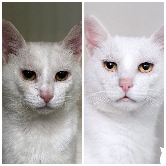 Кот Бри, 4 года. Найден на улице.