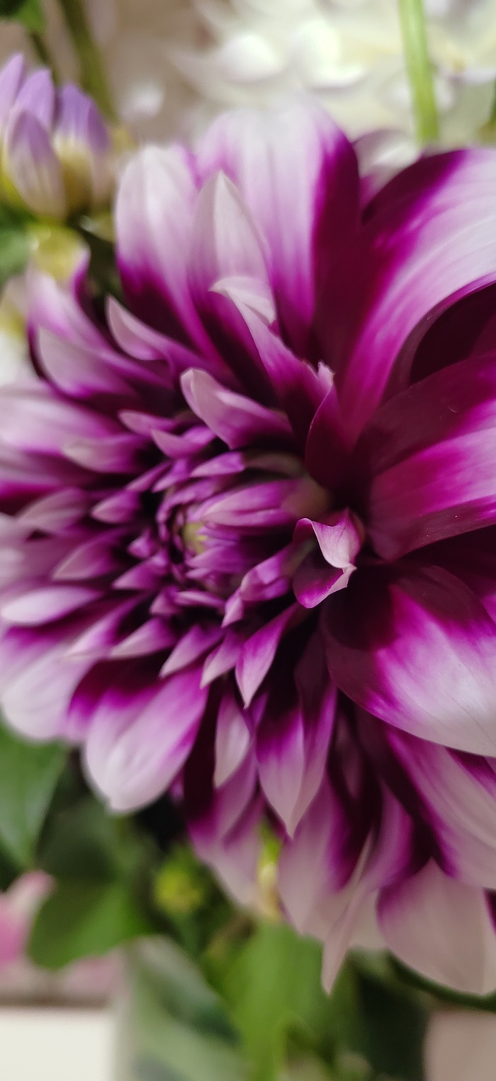 26 лет День рождения, Длиннопост, Фотография