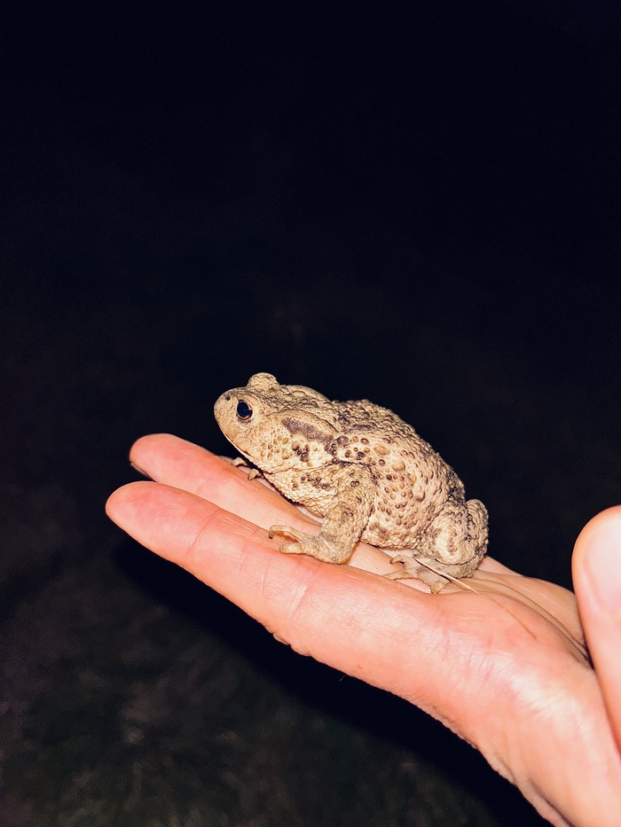      :) , , , , It Is Wednesday My Dudes, , 