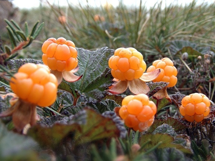 .    <!--noindex--><a href="https://pikabu.ru/story/taezhnyie_yagodyi_13070755?u=http%3A%2F%2Fvsluh.ru&t=vsluh.ru&h=89a4bf688843ee0cebf1bd1bb4236ddeae24c019" title="http://vsluh.ru" target="_blank" rel="nofollow noopener">vsluh.ru</a><!--/noindex-->.