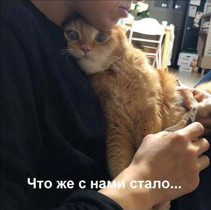 кот-"пессимист"