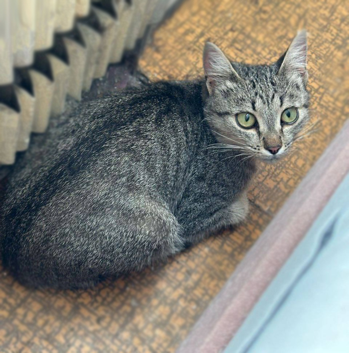 Грустный и одинокий котёнок Леон мечтает о доме...