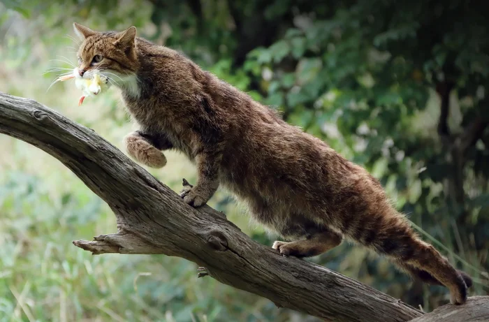 Лесной кот: Никогда не подбирайте котят в лесу. Это совсем другое, весьма опасное, животное Лесной кот, Животные, Дикие животные, Яндекс Дзен, Яндекс Дзен (ссылка), Длиннопост, Семейство кошачьих, Волна постов Лесной кот: Никогда не подбирайте котят в лесу. Это совсем другое, весьма опасное, животное Лесной кот, Животные, Дикие животные, Яндекс Дзен, Яндекс Дзен (ссылка), Длиннопост, Семейство кошачьих, Волна постов