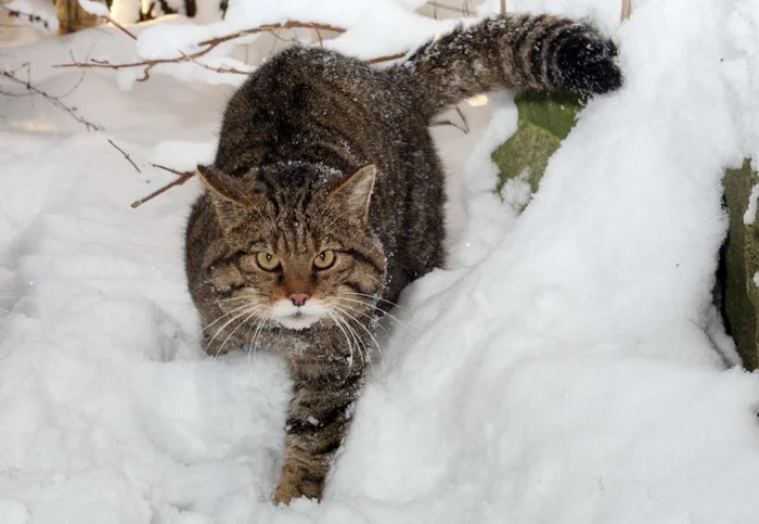 Лесной кот: Никогда не подбирайте котят в лесу. Это совсем другое, весьма опасное, животное Лесной кот, Животные, Дикие животные, Яндекс Дзен, Яндекс Дзен (ссылка), Длиннопост, Семейство кошачьих, Волна постов Лесной кот: Никогда не подбирайте котят в лесу. Это совсем другое, весьма опасное, животное Лесной кот, Животные, Дикие животные, Яндекс Дзен, Яндекс Дзен (ссылка), Длиннопост, Семейство кошачьих, Волна постов