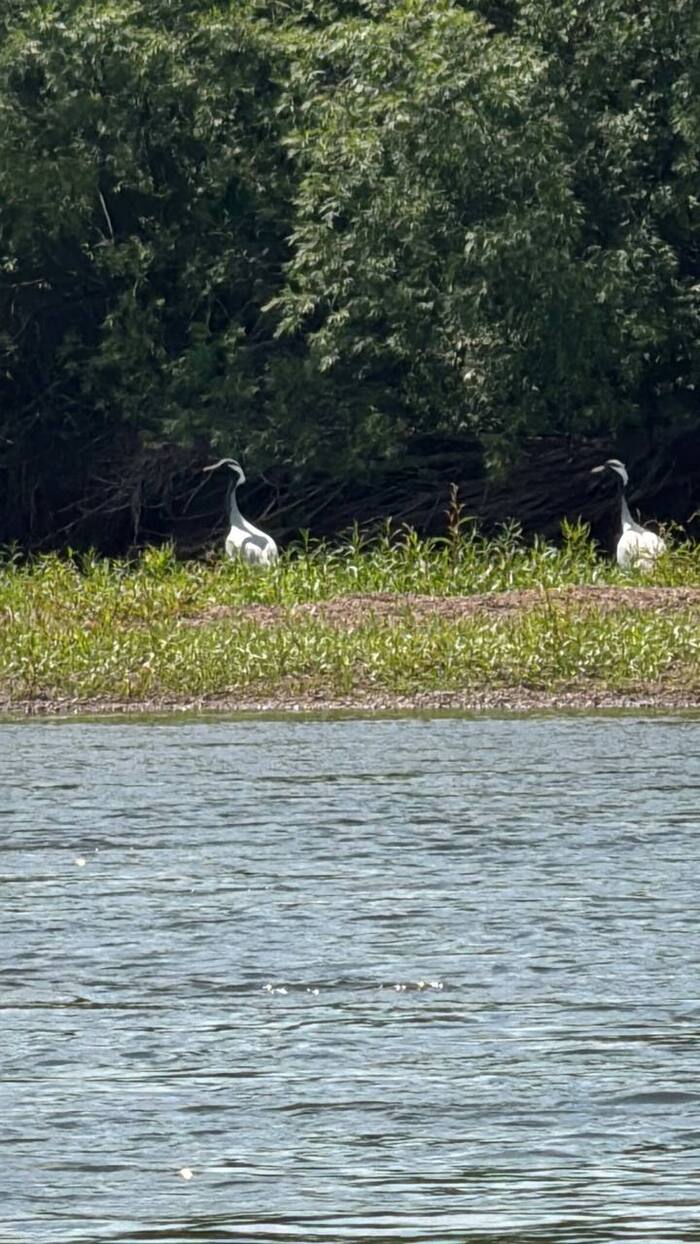 Береговая охрана