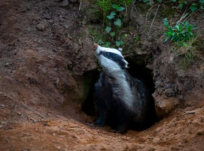 А не пора ли нам рыть новый туалет?