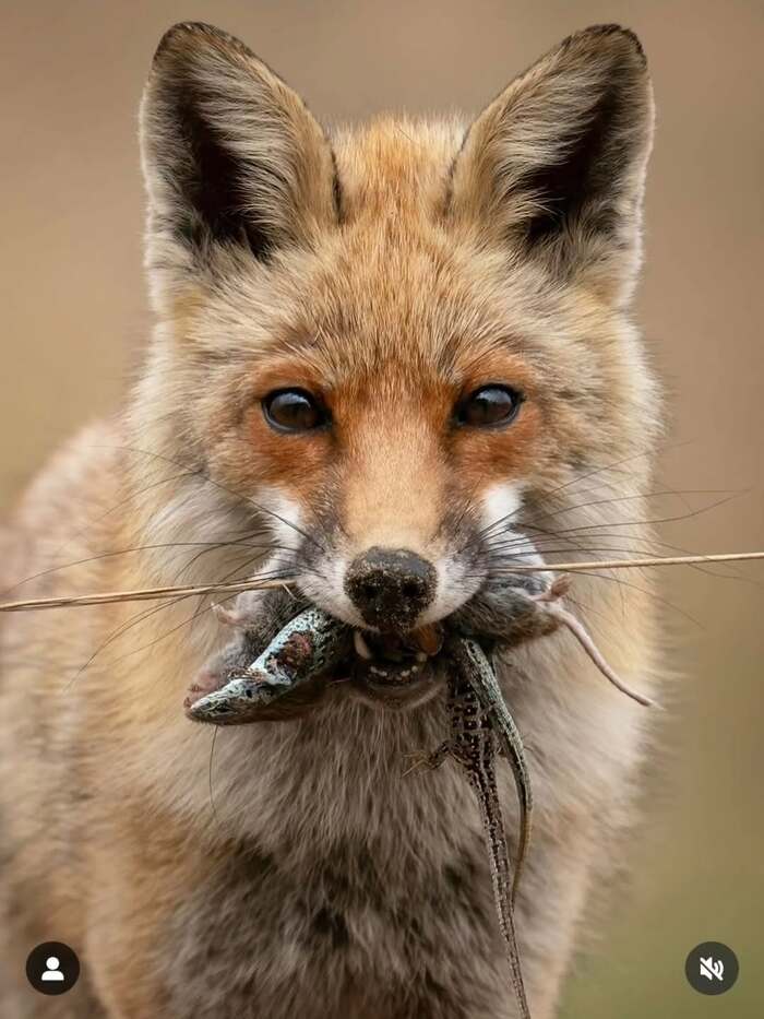 И зубочистка в придачу