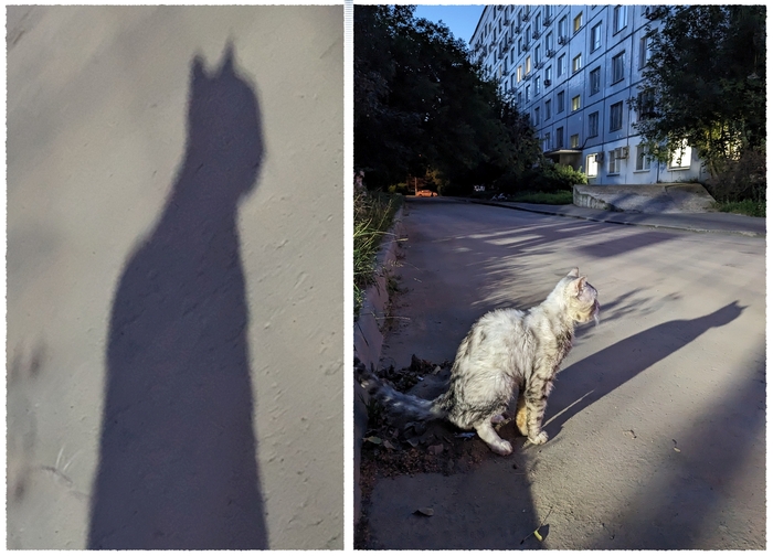 Catman , 