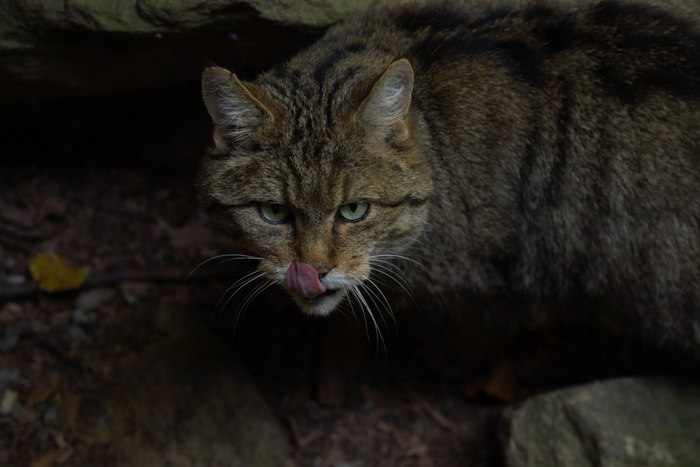 Этот был самый крупный в семействе.