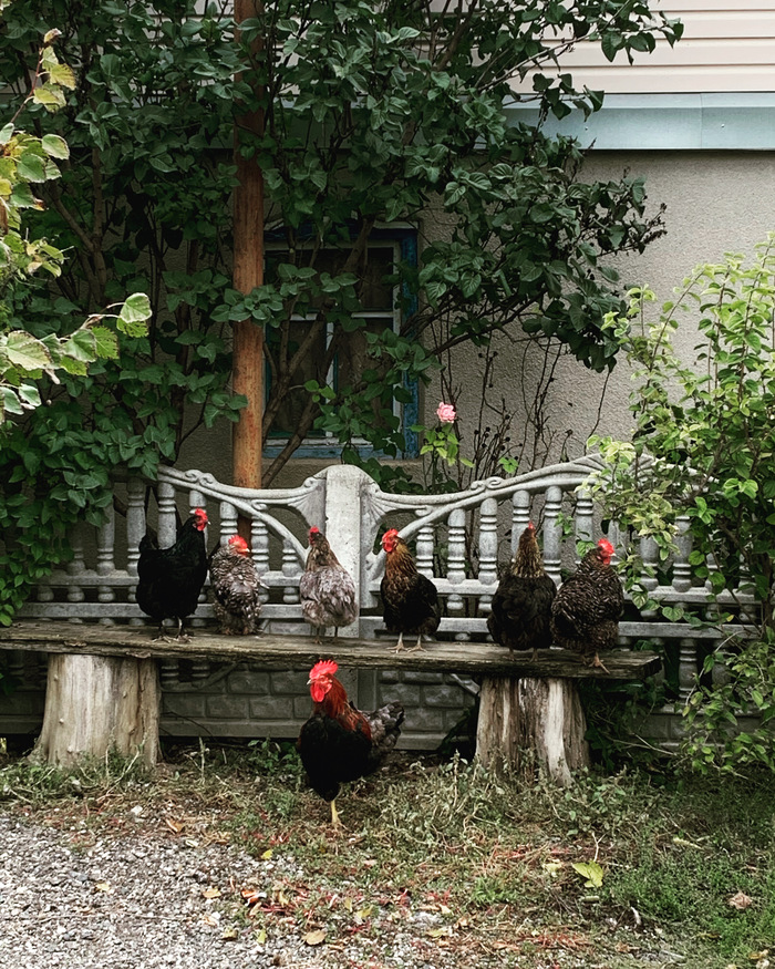 Дамы на привале