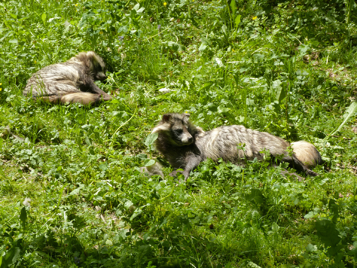 Парами енотки отдыхают разве что в зоопарках.