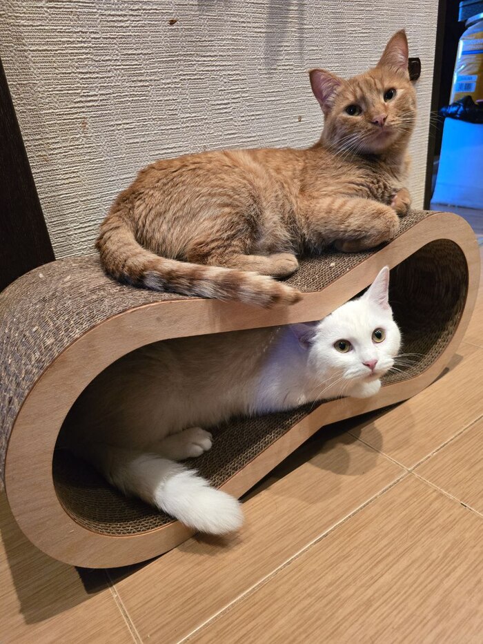 Не тапки, но даже лучше