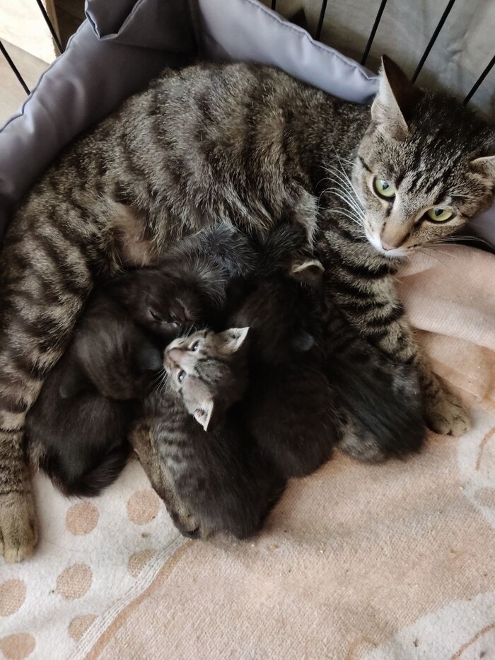 Бетти и радость материнства