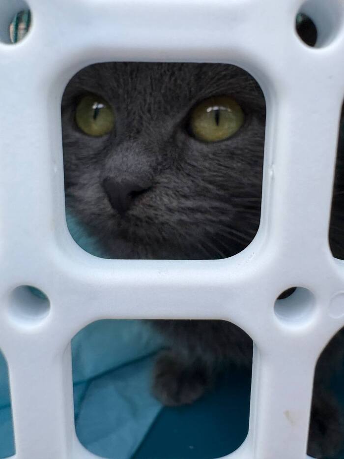 Скай готова к лечению ФИП-а