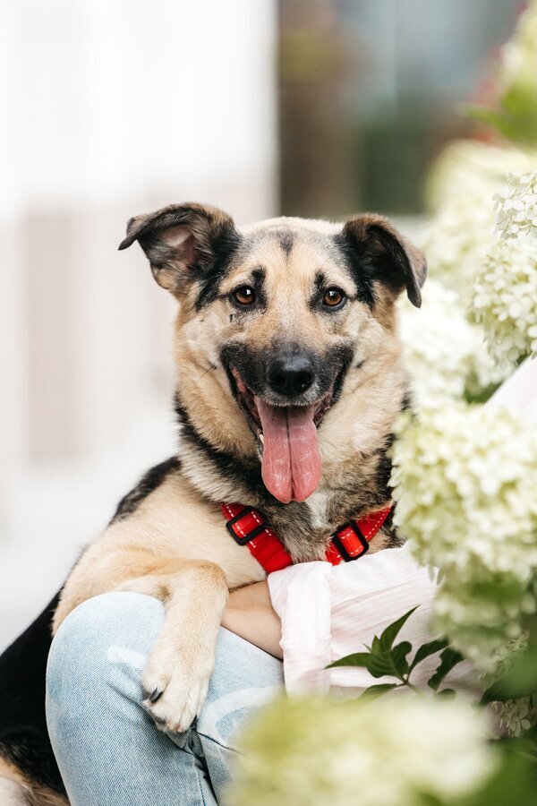 Дэнди ждёт своего человека. Москва, МО Передержка, Приют, В добрые руки, Собака, Без рейтинга, Бездомные животные, Потеряшка, Длиннопост