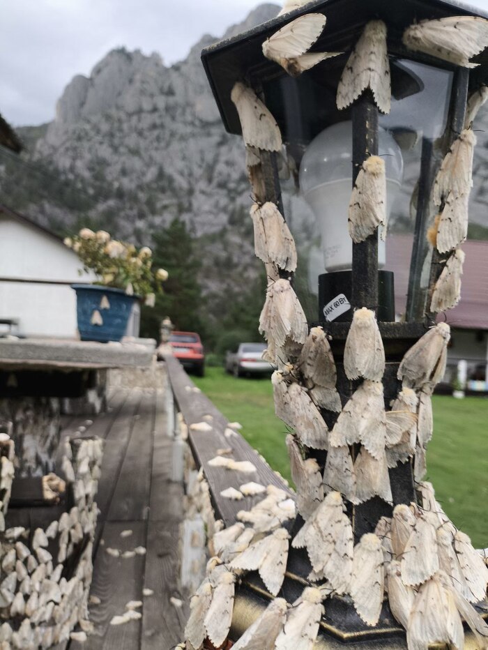 Утро после ночной атаки. Если идешь вечером с фонариком, то могут и тебя атаковать.