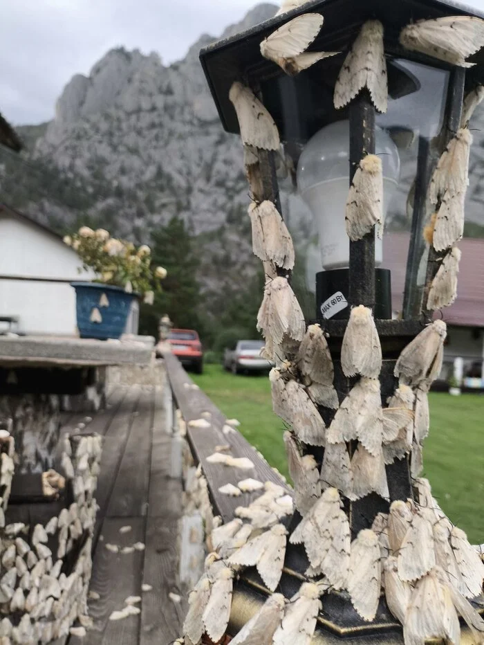 Маленькая жизнь в маленьком селе Республика Алтай, Горы, Планы на лето, Лето, Чемальский район, Длиннопост