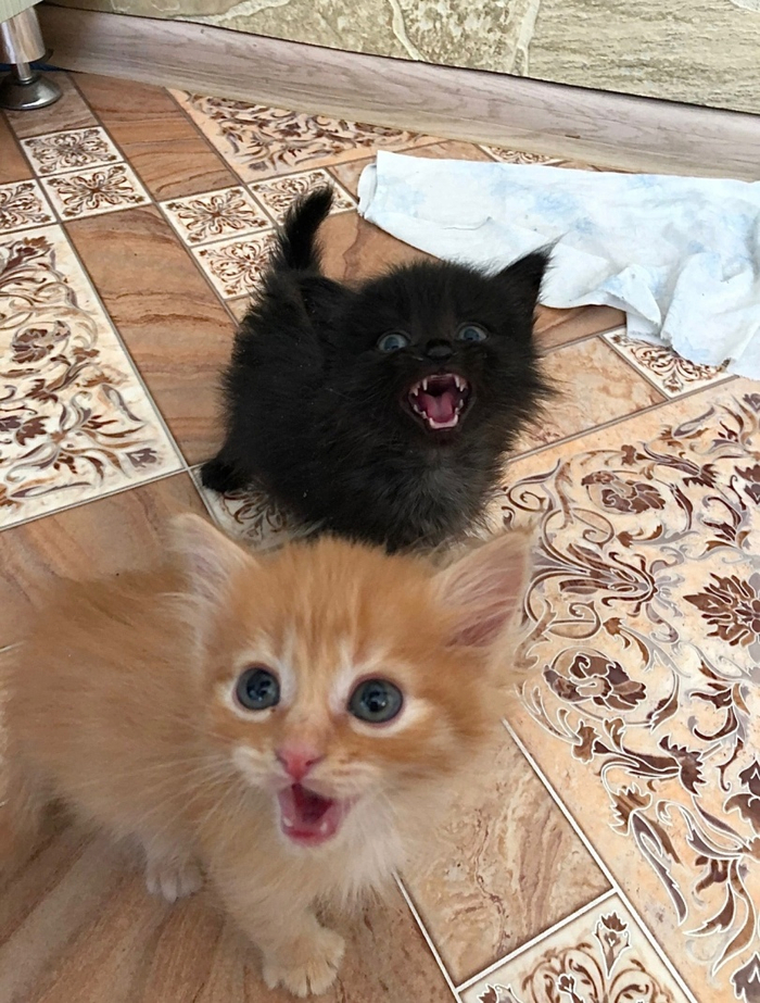  ,  