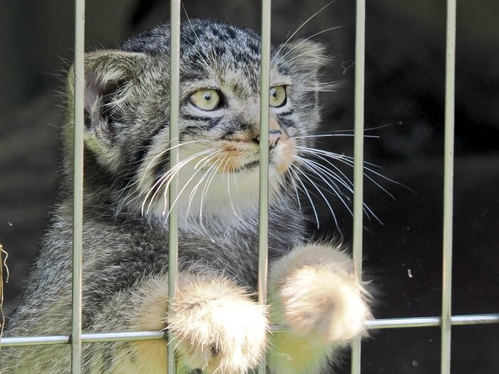 Детёныши растут здоровым в зоопарке и ботаническом саду Хигашияма