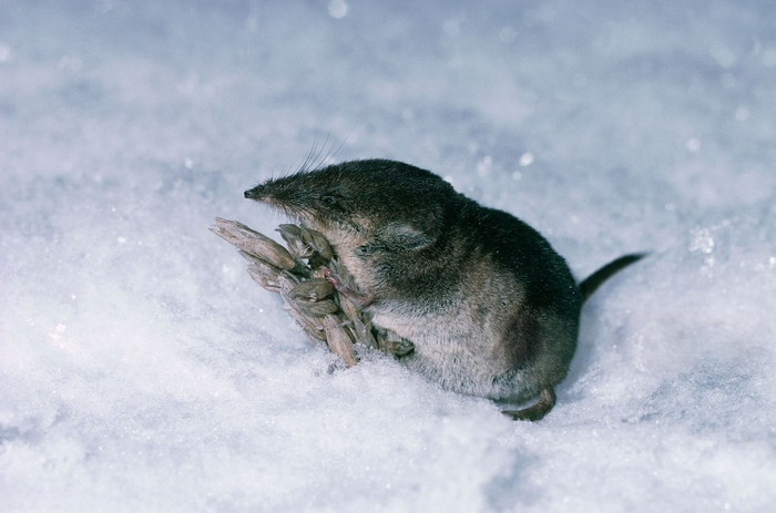 Я не знаю, что это, но если оно вмещается в рот — это автоматически становится едой.