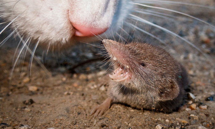 К таким буйным «мышам» вашего кота жизнь не готовила!