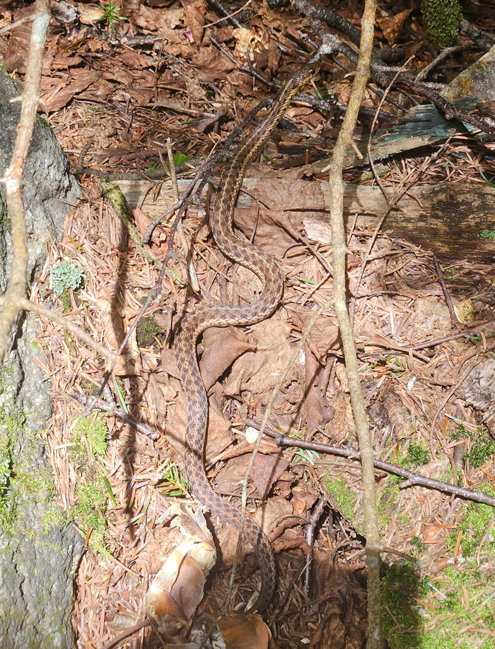 � ���� ����� ��� �������, ���