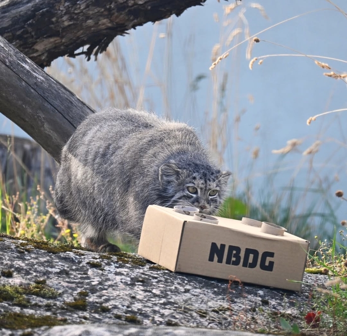 Разносолы на завтрак