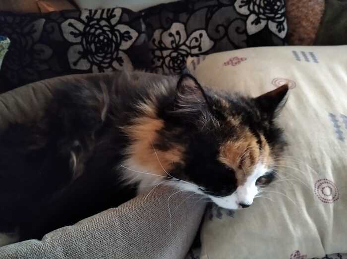 ��������