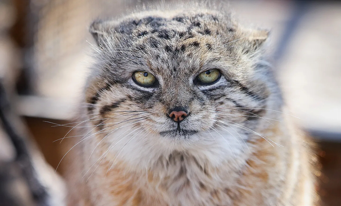 Еши, внук Игоря и племянник Петеньки, сфотографирован в зоопарке Ред-Ривер, 2025 год