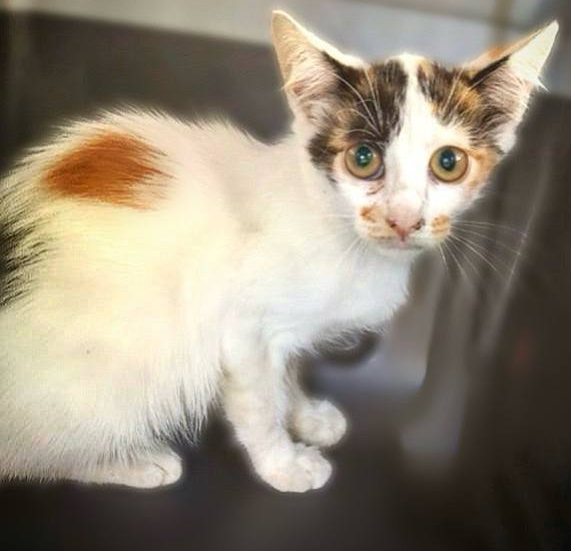 Необычный котёнок Ума ищет дом!