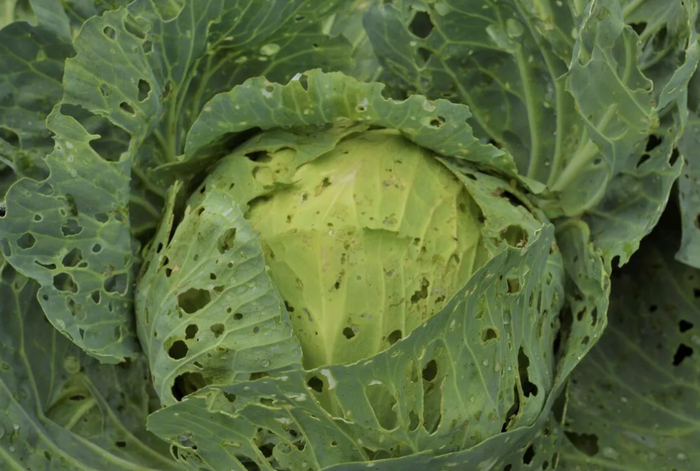 Капусту жрут? Я больше не паникую — у меня есть это средство под рукой