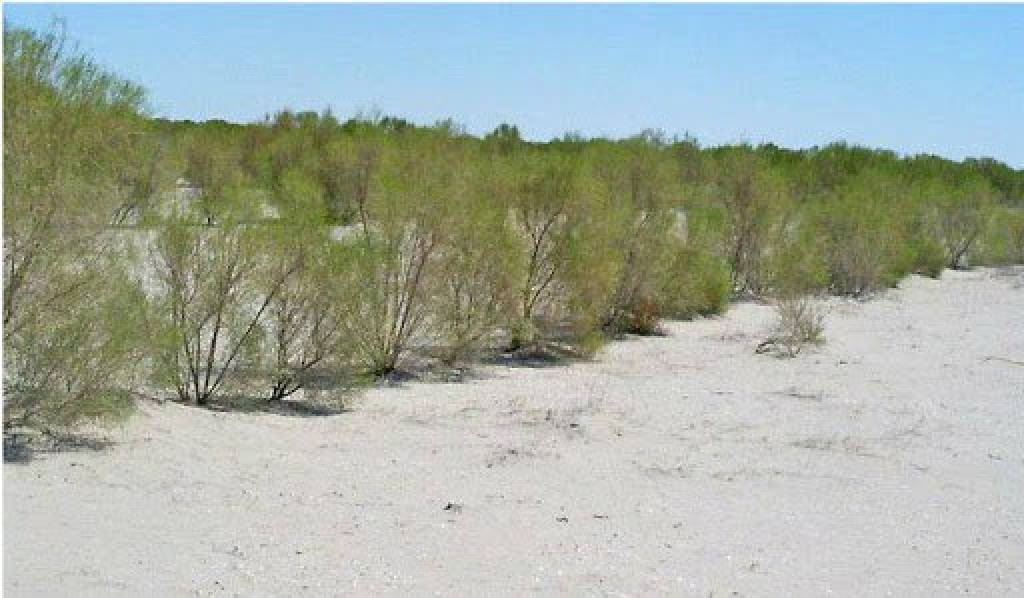 The Aral Sea: How did the water flow away, where did the fish go and is there hope? - Aral Sea, Desert, Nature, Animals, Wild animals, wildlife, Sea, A fish, Yandex Zen, Yandex Zen (link), Longpost
