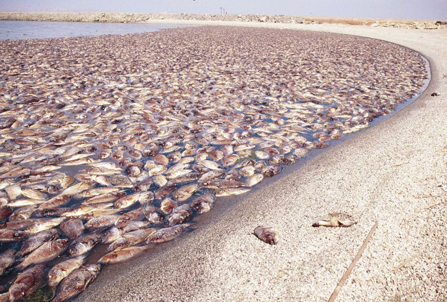 The Aral Sea: How did the water flow away, where did the fish go and is there hope? - Aral Sea, Desert, Nature, Animals, Wild animals, wildlife, Sea, A fish, Yandex Zen, Yandex Zen (link), Longpost