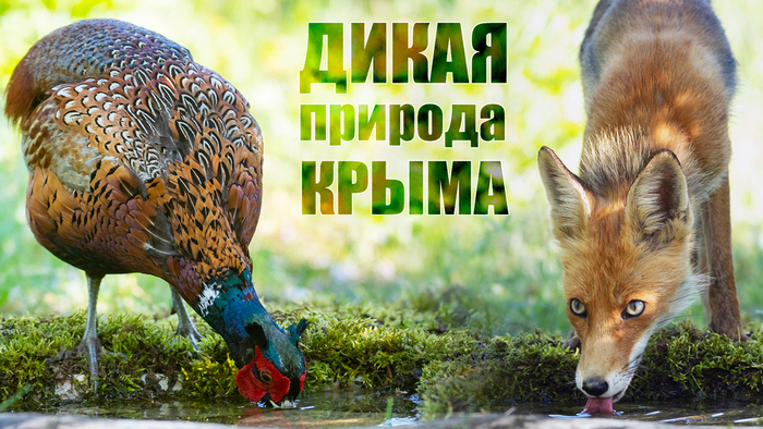     " "!   ? , , , , ,   , , RUTUBE, 